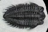 Coltraneia Trilobite Fossil - Huge Faceted Eyes #125090-2